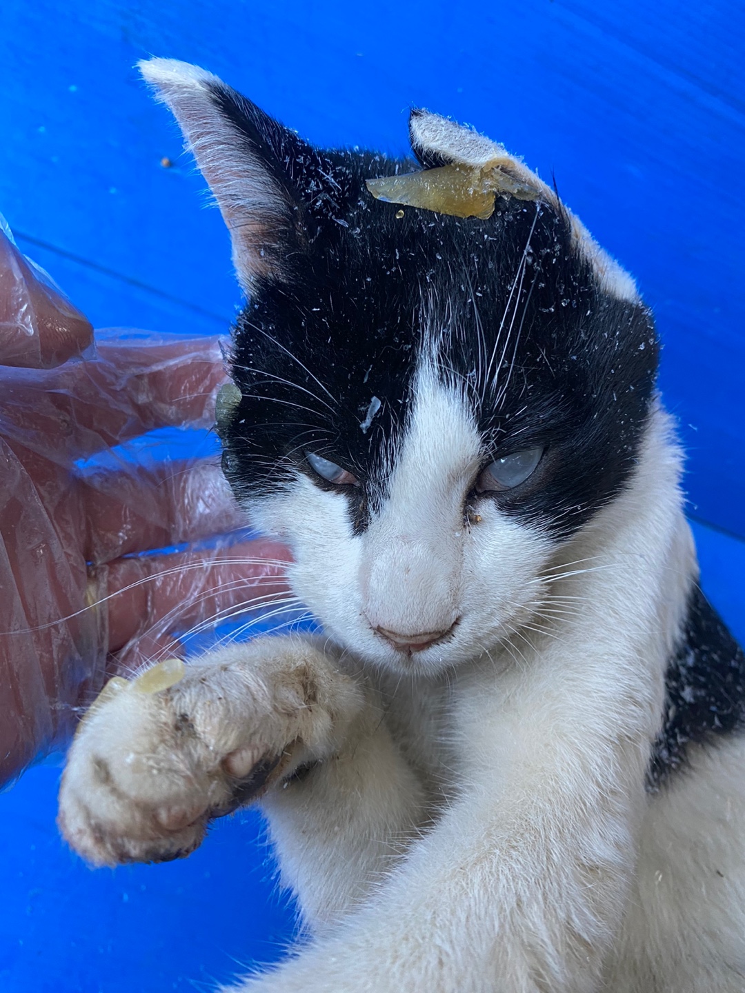 한국야생동물보호협회_441393202402075